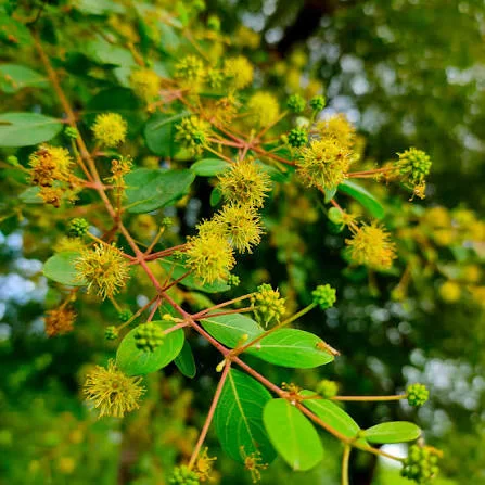 Dhok Tree Canopy