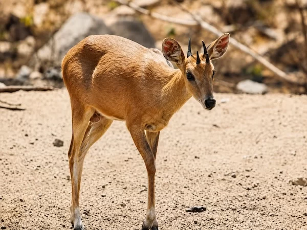 Four-Horned Antelope (Chousingha)