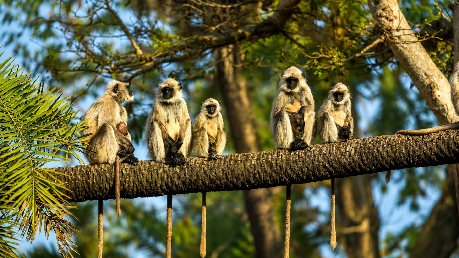 Sariska Wilderness Canopy