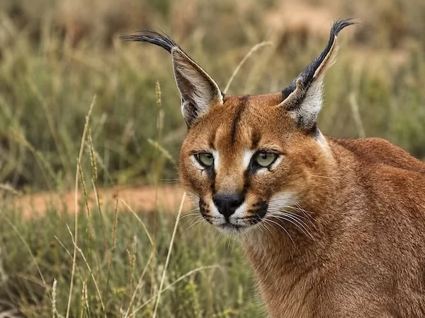 Indian Caracal