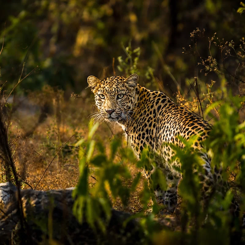 Indian Leopard