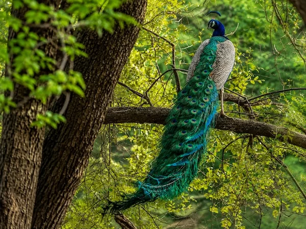 Indian Peafowl