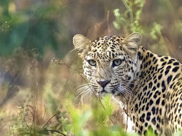 Indian Leopard