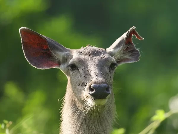 Sambar Deer