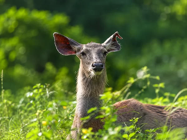 Sambar Deer