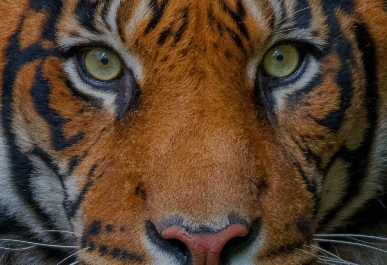 The Monarch of Sariska View