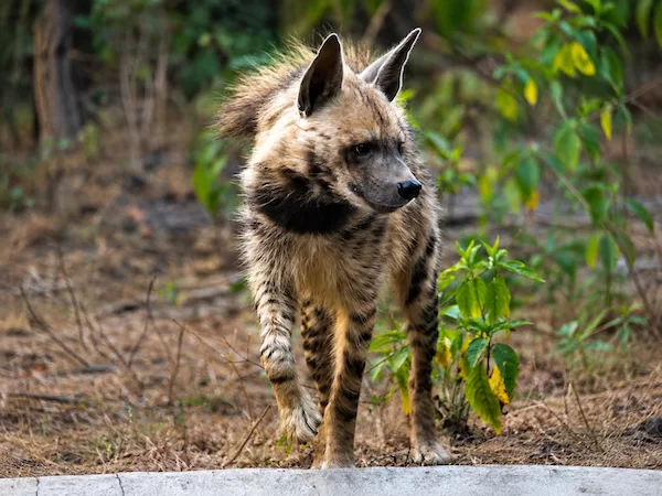 Striped Hyena